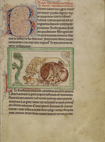 Northumberland Bestiary, c. 1250-60 (coloured washes and ink on parchment)