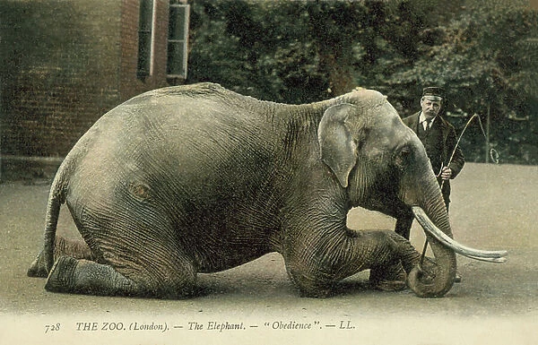 Obedience. The elephant, London Zoo (coloured photo)