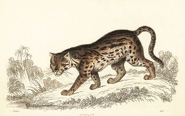 Ocelot, Leopardus pardalis. 1834 (engraving)