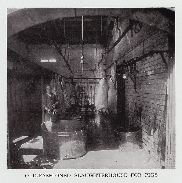 Old-fashioned slaughterhouse for pigs (b / w photo)