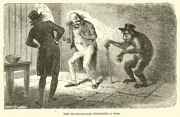 The Orang-Outang mimicking a Man (engraving)