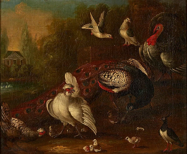 Ornamental Fowl in a Garden (oil on canvas)
