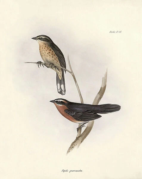Ornithology: ' Tohi (or pipilo)' Description of a passerine by Charles Darwin (1809-1882) observed during his expedition aboard the Beagle. Plate from 'The zoology of the voyage of H.M.S. Beagle. Flight
