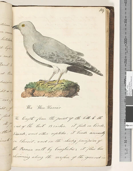 Page 104. The Hen Harrier, 1810-17 (w  /  c & manuscript text)