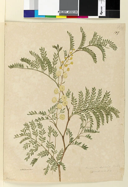 Page 149. Acacia discolor  /  Acacia terminalis, c. 1803-06 (w  /  c, pen, ink and pencil)