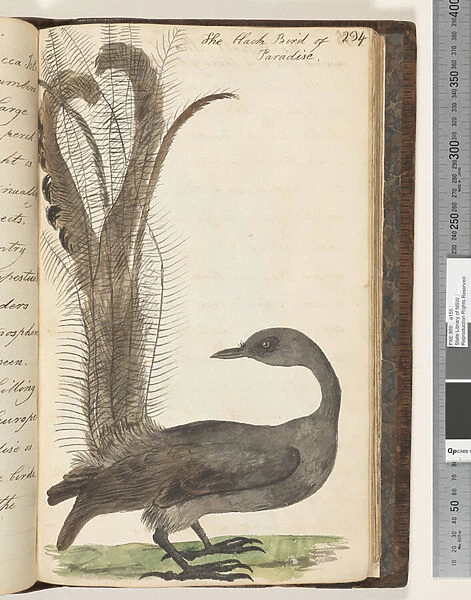 Page 294. The Black Bird of Paradise possibly a lyrebird, 1810-17 (w  /  c & manuscript text)
