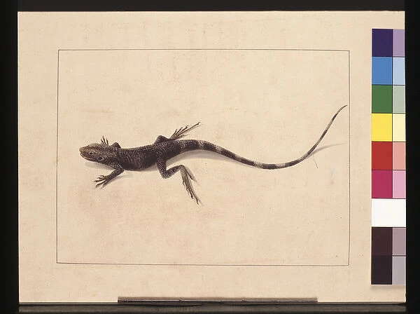 Page 31. Muricated Lizard. Now known as a Tree Dragon, c. 1789-90 (w  /  c)