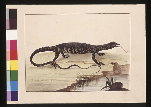 Page 6. Variegated Lizard. Now known as a Goanna, c. 1789-90 (w  /  c)