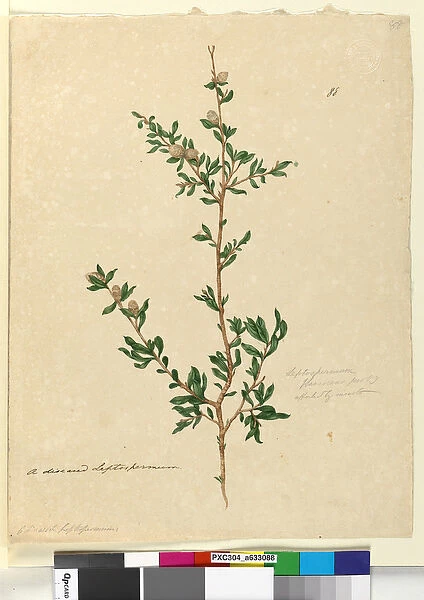 Page 88. Leptospermum flavescens, c. 1803-06 (w  /  c, pen, ink and pencil)