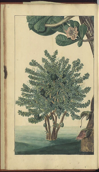 A page from the Elegancies of Jamaica, 21, 1750-79 (w  /  c on paper)