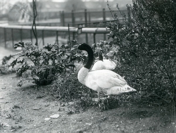 A pair of Black-necked Swans nesting at London Zoo, April 1923 (b  /  w photo)