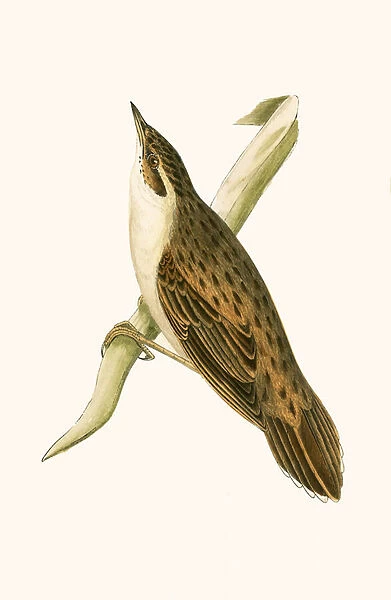 Pallass Locustelle, illustration from A History of the Birds of Europe Not Observed in the British Isles by Charles Robert Bree (1811-86), published 1867 (colour litho)