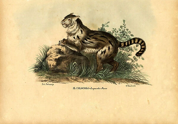 Pampas Cat, 1863-79 (colour litho)