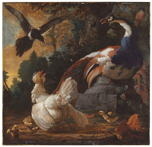 A peacock, poultry and a magpie in a landscape, 1720 (oil on canvas)