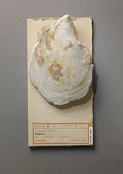 Perna sp (Lamellibranche), Natural History Museum of Marseille