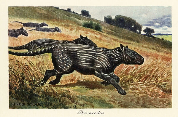 Phenacodus, extinct genus of ungulate mammal. 1908 (Print)