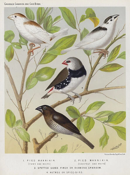 Pied Mannikin, Fawn and White, Chestnut and White, Spotted Sided Finch or Diamond Sparrow, Nutmeg or Spice-Bird (colour litho)