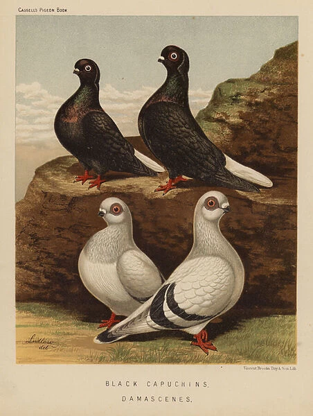 Pigeons: Black Capuchins; Damascenes (colour litho)