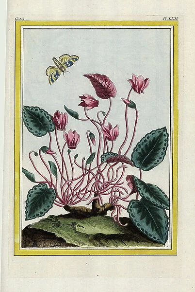 The Pigs Bread has variegated leaves. Persian cyclamen, Cyclamen persicum. Handcoloured etching from Pierre Joseph Buchoz 'Precious and illuminated collection of the most beautiful and curious flowers