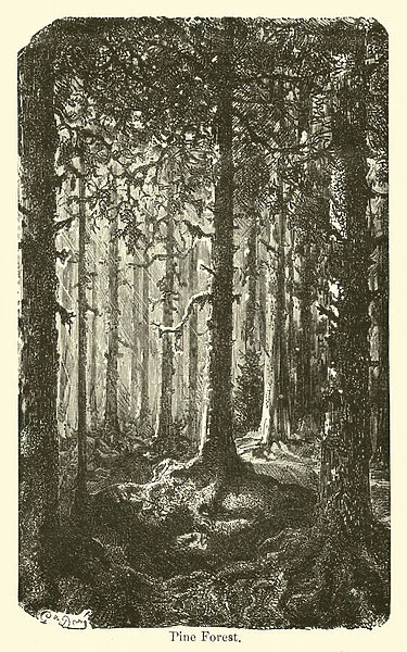 Pine Forest (engraving)
