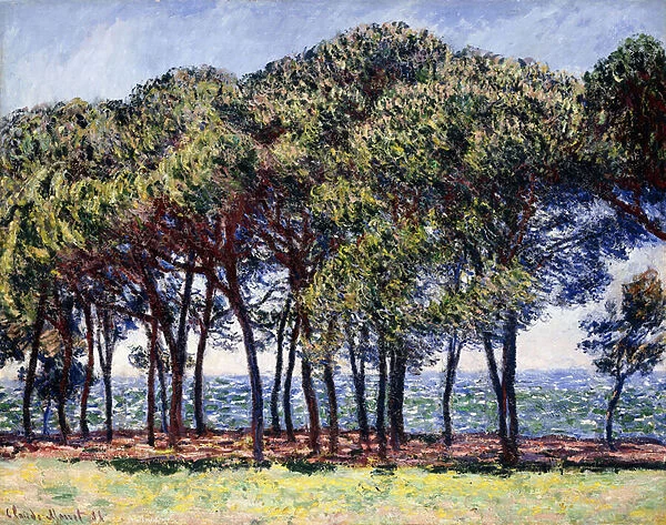 Pines, Cap d Antibes, 1888 (oil on canvas)