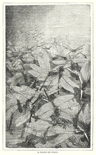 A Plague of Gnats (engraving)