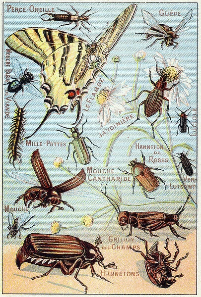 Plate 2: Ear-piercing, Gupe, Blue Meat Fly, Flambe, Gardener, Centipedes, Firefly
