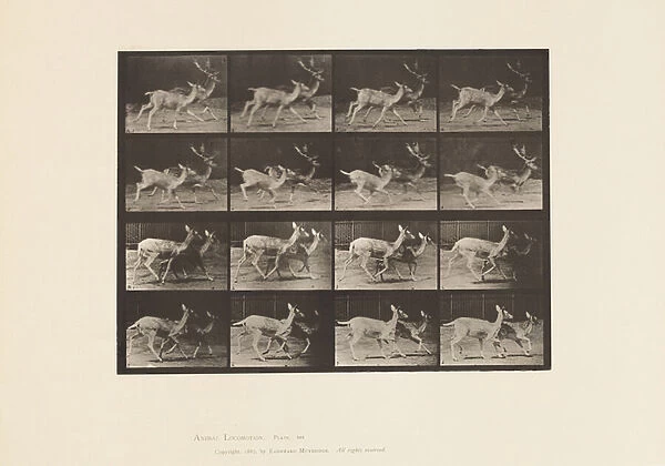 Plate 684. Fallow Deer; A, Buck and Doe; B, Two Does; Trotting, 1885 (collotype on paper)