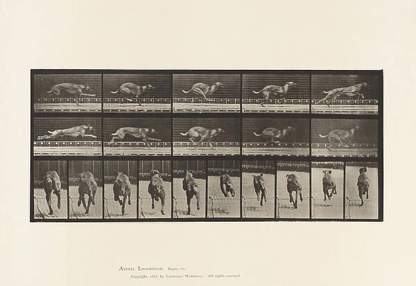Plate 708. Dog; Galloping; Brown Racing Hound, 1885 (collotype on paper)
