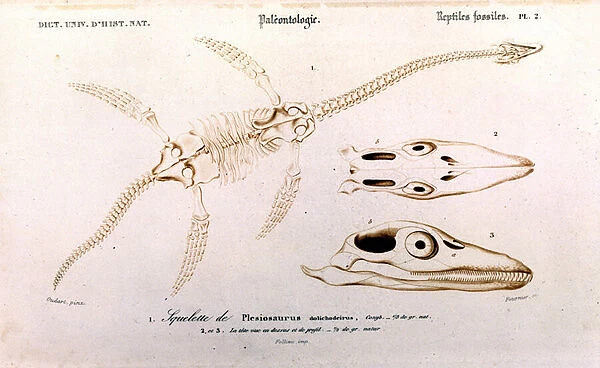 Plesiosaur from the Universal Dictionary of Natural History, 1860