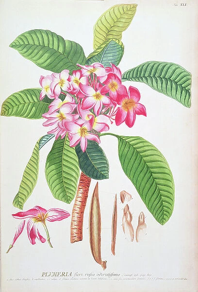 Plumeria: from Plantae Selectae, by Christoph Jacob Trew and Georg Dionysius Ehret (1710-70); Frangipanier;