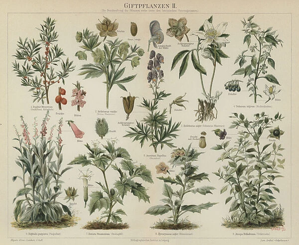 Poisonous plants (colour litho)