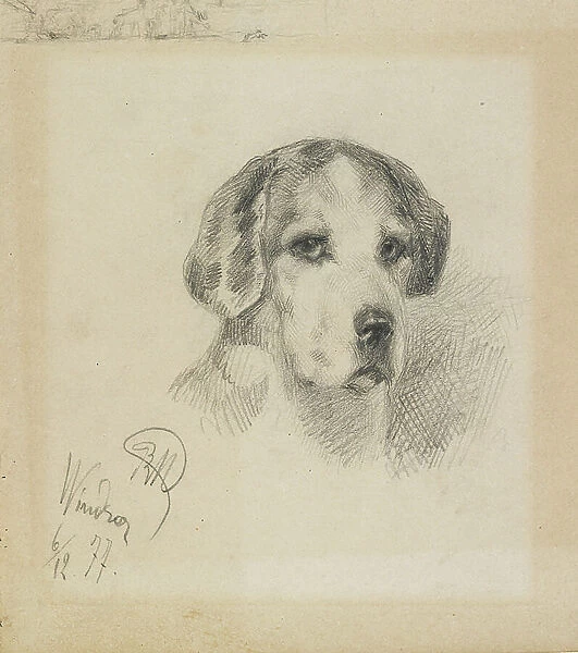 Portrait of a dog: Windsor, 1877 (graphite on faded cream paper)