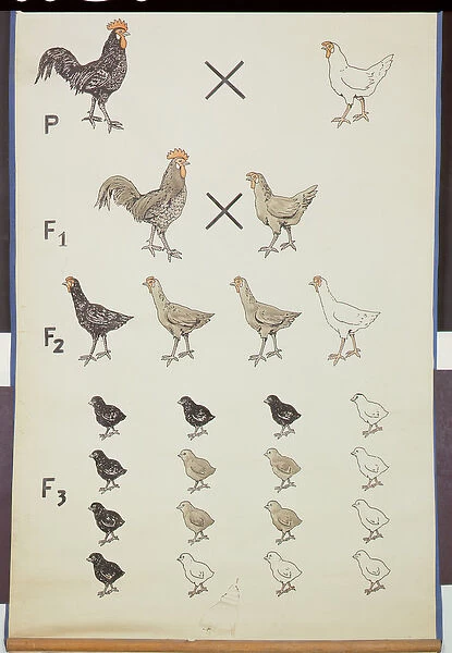Poster demonstrating Mendels Law in Chickens (colour litho)