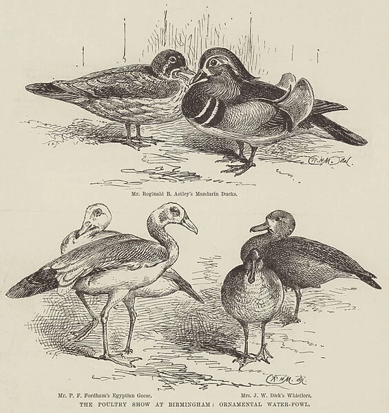 The Poultry Show at Birmingham, Ornamental Water-Fowl (engraving)