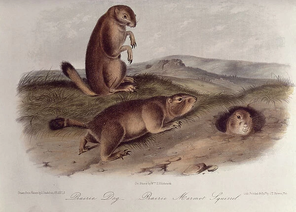 Prairie Dog from Quadrupeds of North America, 1842-5, (lithograph)