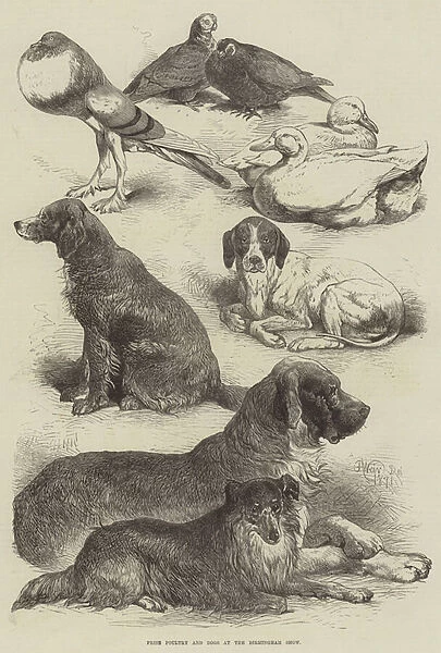 Prize Poultry and Dogs at the Birmingham Show (engraving)