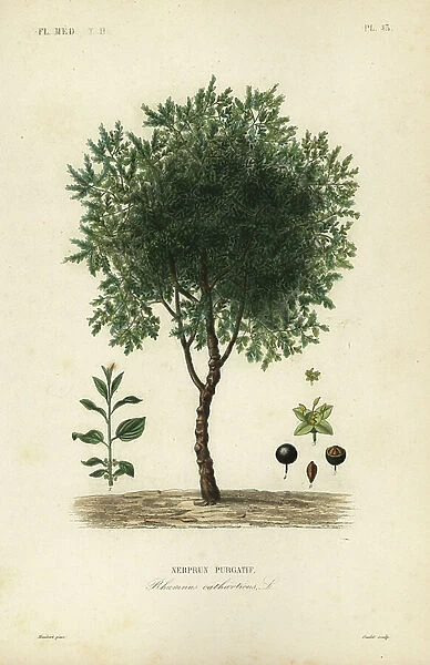 Purging buckthorn tree, Rhamnus cathartica, Rhamnus catharticus, Nerprun purgatif