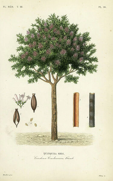 Quinine or cinchona bark, Cinchona officinalis, Cinchona condaminea, Quinquina gris