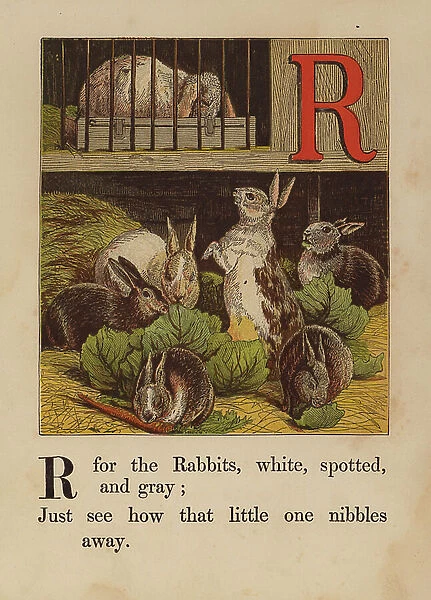 R, Rabbits (coloured engraving)