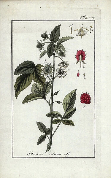 Raspberry or bramble of Mount Ida (Rubus idaeus). Lithograph from 'Afbeelding der Artseny-Gewassen' by Johannes Zorn (1739-1799), Netherlands, 1796. Raspberry, Rubus idaeus. Handcoloured copperplate botanical engraving from J