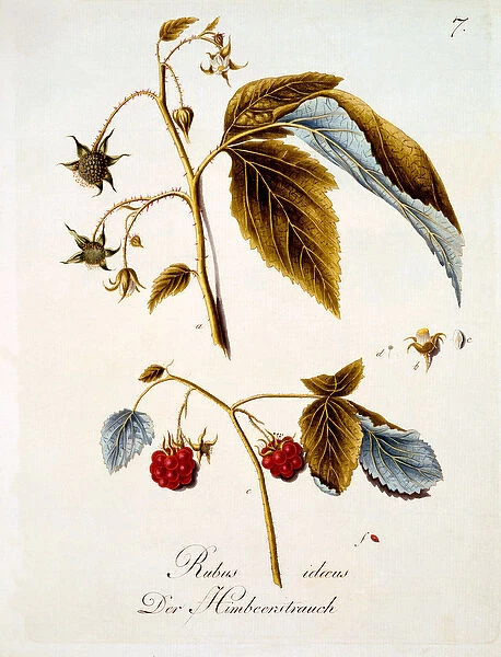 Raspberry, illustration from a book of German wild flowers by Johann Daniel von Reitter