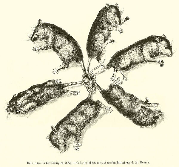 Rats trouves a Strasbourg en 1683 (engraving)