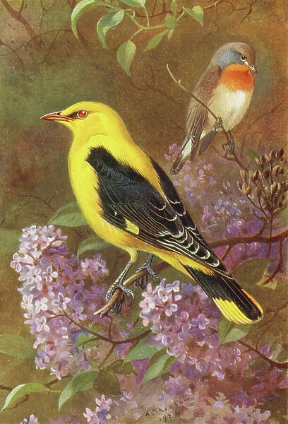 Red-Breasted Flycatcher, Golden Oriole (colour litho)