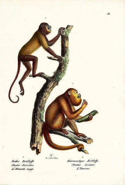 Red Howler Monkeys, 1824 (colour litho)