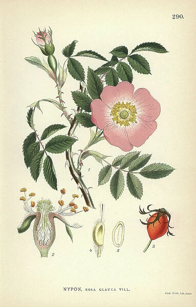 Red-leaved rose, Rosa glauca Vill