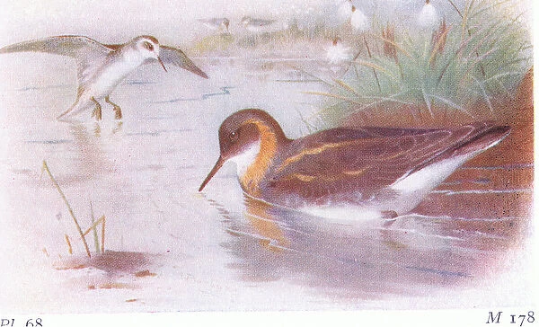 Red Necked Phalarope (summer and autumn), from Birds of the British Isles
