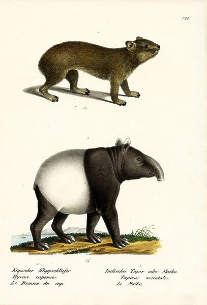 Rock Hyrax, 1824 (colour litho)