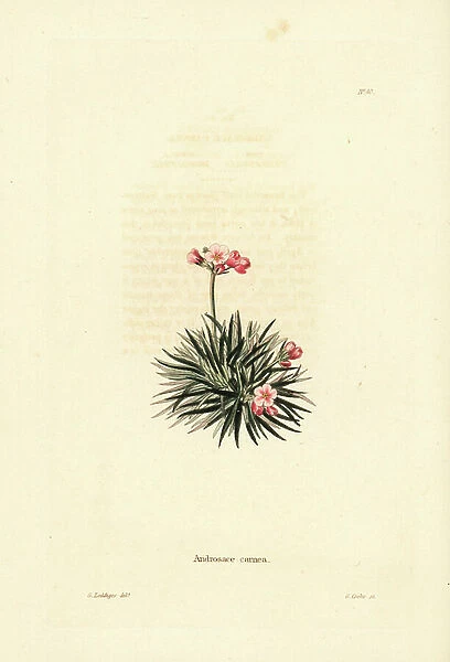 Rock jasmine, Androsace laggeri (Androsace carnea). Handcoloured copperplate engraving by George Cooke after George Loddiges from Conrad Loddiges' Botanical Cabinet, Hackney, 1817