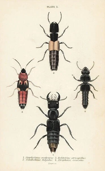 Rove beetles: Staphylinus erythrurus 1, Xantholinus fulgidus 2, Bolitobius atricapillus 3, Zirophorus exaratus 4